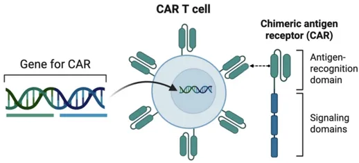 Car T diagram