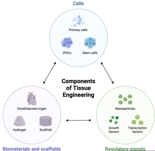 Tissue Engineering components.